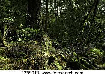 Stock Photography - moss in rain forest. 
fotosearch - search 
stock photos, 
pictures, images, 
and photo clipart