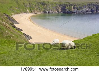 Stock Photography - sheep grazing 
near cove, northern 
ireland. fotosearch 
- search stock 
photos, pictures, 
images, and photo 
clipart