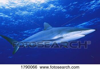 Stock Photo - silky shark. fotosearch 
- search stock 
photos, pictures, 
images, and photo 
clipart