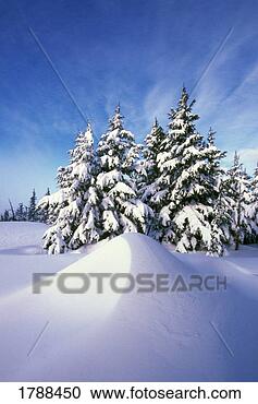 Stock Photography - snow-covered pine 
trees. fotosearch 
- search stock 
photos, pictures, 
images, and photo 
clipart