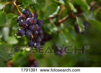 Stock Photography - berries on branches. 
fotosearch - search 
stock photos, 
pictures, images, 
and photo clipart