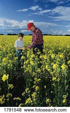 Stock Photo - grandfather and 
grandson in canola 
field. fotosearch 
- search stock 
photos, pictures, 
images, and photo 
clipart