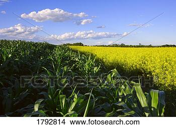 Stock Photo - corn field and 
canola field. 
fotosearch - search 
stock photos, 
pictures, images, 
and photo clipart