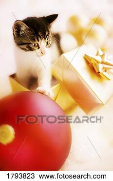 Stock Photo - kitten playing 
in christmas present. 
fotosearch - search 
stock photos, 
pictures, images, 
and photo clipart