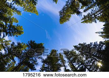 Stock Photo - forest from a 
low angle. fotosearch 
- search stock 
photos, pictures, 
images, and photo 
clipart