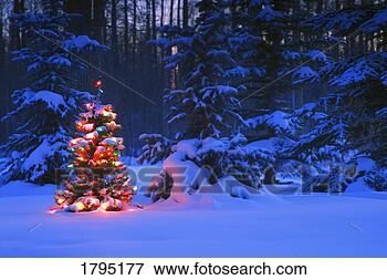 Picture - illuminated christmas 
tree in the forest. 
fotosearch - search 
stock photos, 
pictures, images, 
and photo clipart