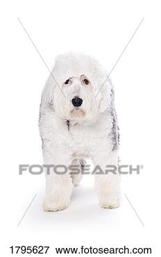 Picture - old english sheepdog 
on white background. 
fotosearch - search 
stock photos, 
pictures, images, 
and photo clipart