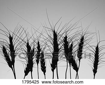 Stock Image - row of wheat. 
fotosearch - search 
stock photos, 
pictures, images, 
and photo clipart