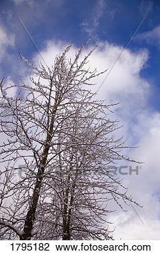 Stock Photo - snow-covered tree. 
fotosearch - search 
stock photos, 
pictures, images, 
and photo clipart