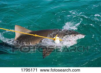 Stock Photography - tiger shark taking 
bait. fotosearch 
- search stock 
photos, pictures, 
images, and photo 
clipart