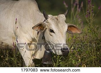 Stock Photo - cow with bell. 
fotosearch - search 
stock photos, 
pictures, images, 
and photo clipart