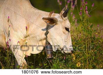 Stock Photo - cow. fotosearch 
- search stock 
photos, pictures, 
images, and photo 
clipart