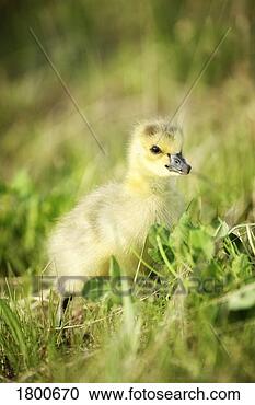 Stock Photography - gosling. fotosearch 
- search stock 
photos, pictures, 
images, and photo 
clipart