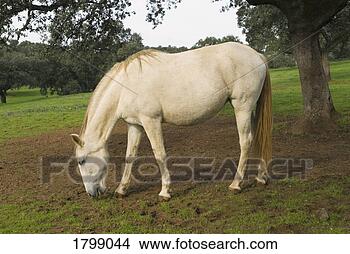 Stock Photo - horse grazing. 
fotosearch - search 
stock photos, 
pictures, images, 
and photo clipart