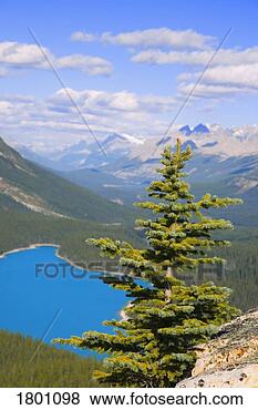 Stock Photo - peyto lake banff 
national park, 
alberta, canada. 
fotosearch - search 
stock photos, 
pictures, images, 
and photo clipart