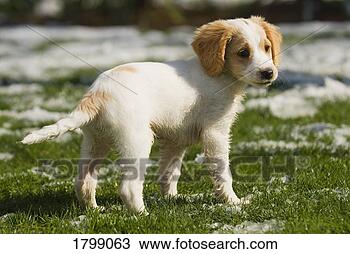Stock Photo - puppy playing 
in the snow. fotosearch 
- search stock 
photos, pictures, 
images, and photo 
clipart
