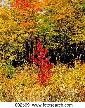 Stock Photograph - autumn trees. 
fotosearch - search 
stock photos, 
pictures, images, 
and photo clipart