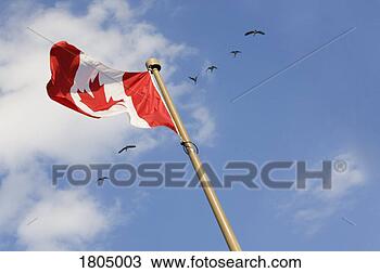Stock Photo - canadian flag. 
fotosearch - search 
stock photos, 
pictures, images, 
and photo clipart