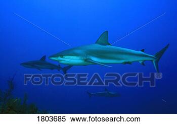 Stock Image - caribbean reef 
shark, carcharhinus 
perezi, swimming 
in the sea. fotosearch 
- search stock 
photos, pictures, 
images, and photo 
clipart