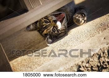 Stock Photography - cat laying on 
floor with mouth 
open. fotosearch 
- search stock 
photos, pictures, 
images, and photo 
clipart