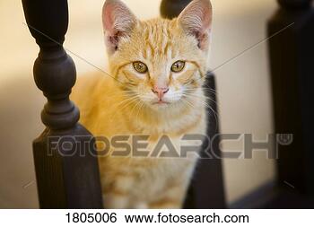 Stock Photo - cat. fotosearch 
- search stock 
photos, pictures, 
images, and photo 
clipart