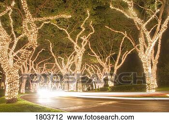 Stock Photo - christmas lights 
on trees at night, 
wailea, maui, 
hawaii, usa. fotosearch 
- search stock 
photos, pictures, 
images, and photo 
clipart