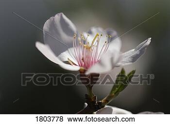 Stock Photo - closeup of an 
almond blossom. 
fotosearch - search 
stock photos, 
pictures, images, 
and photo clipart