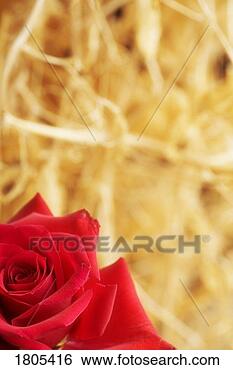 Stock Photo - closeup of a red 
rose. fotosearch 
- search stock 
photos, pictures, 
images, and photo 
clipart
