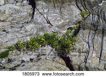 Stock Photo - co clare, rock 
formations, the 
burren. fotosearch 
- search stock 
photos, pictures, 
images, and photo 
clipart