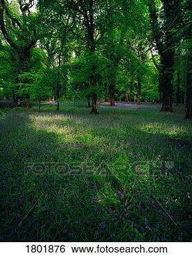 Stock Photo - co kerry, killarney 
forest. fotosearch 
- search stock 
photos, pictures, 
images, and photo 
clipart