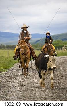 Stock Photograph - cowboys on cattle 
round up in southern 
alberta, canada. 
fotosearch - search 
stock photos, 
pictures, images, 
and photo clipart