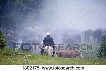Stock Image - cowboys on cattle 
round up southern 
alberta, canada. 
fotosearch - search 
stock photos, 
pictures, images, 
and photo clipart