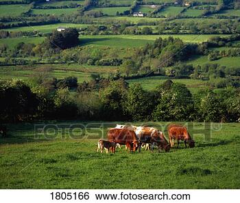 Stock Photo - dairy cattle - 
glen of aherlow, 
co tipperary, 
ireland. fotosearch 
- search stock 
photos, pictures, 
images, and photo 
clipart