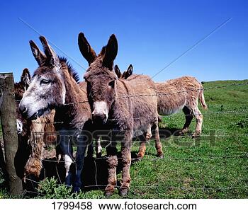 Stock Photo - donkeys in co 
donegal, ireland. 
fotosearch - search 
stock photos, 
pictures, images, 
and photo clipart