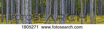 Stock Photography - evergreen forest 
with trees. fotosearch 
- search stock 
photos, pictures, 
images, and photo 
clipart