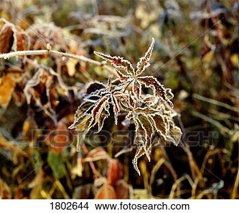 Stock Photo - foliage on the 
end of a branch 
edged with frost. 
fotosearch - search 
stock photos, 
pictures, images, 
and photo clipart