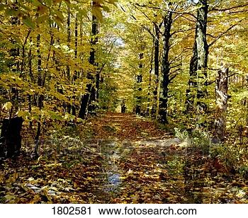 Stock Photography - forest with creek 
running through 
it. fotosearch 
- search stock 
photos, pictures, 
images, and photo 
clipart