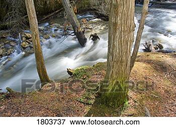 Picture - forest stream 
flowing with trees. 
fotosearch - search 
stock photos, 
pictures, images, 
and photo clipart