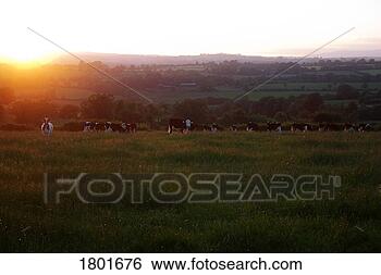 Stock Photo - friesian cattle, 
near croaghaun 
mountain, co waterford, 
ireland. fotosearch 
- search stock 
photos, pictures, 
images, and photo 
clipart