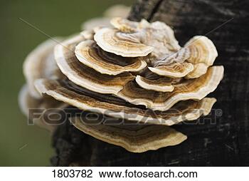 Stock Photo - fungi growing 
on tree trunk. 
fotosearch - search 
stock photos, 
pictures, images, 
and photo clipart