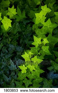 Stock Photo - green leaves growing 
outdoors. fotosearch 
- search stock 
photos, pictures, 
images, and photo 
clipart