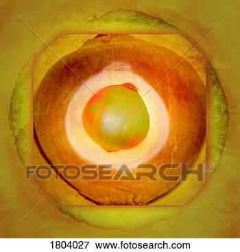 Picture - illustration of 
an onion. fotosearch 
- search stock 
photos, pictures, 
images, and photo 
clipart