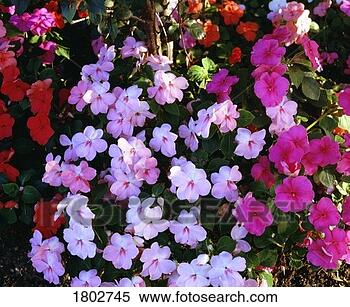 Stock Image - impatiens. fotosearch 
- search stock 
photos, pictures, 
images, and photo 
clipart