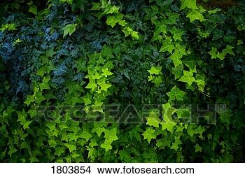 Stock Photo - ivy vines. fotosearch 
- search stock 
photos, pictures, 
images, and photo 
clipart