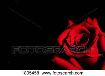 Stock Photo - red rose on black 
background. fotosearch 
- search stock 
photos, pictures, 
images, and photo 
clipart