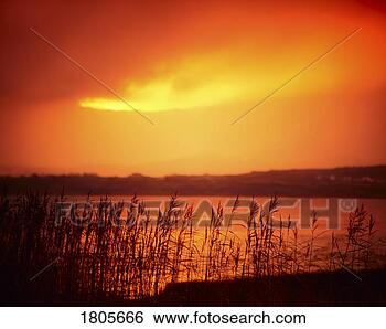 Stock Photo - reeds by lakeside, 
co donegal, ireland. 
fotosearch - search 
stock photos, 
pictures, images, 
and photo clipart