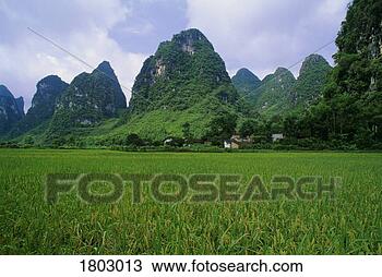 Stock Photo - rice field near 
yangshuo in china. 
fotosearch - search 
stock photos, 
pictures, images, 
and photo clipart