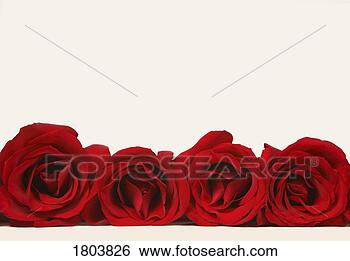 Stock Photo - row of red roses. 
fotosearch - search 
stock photos, 
pictures, images, 
and photo clipart