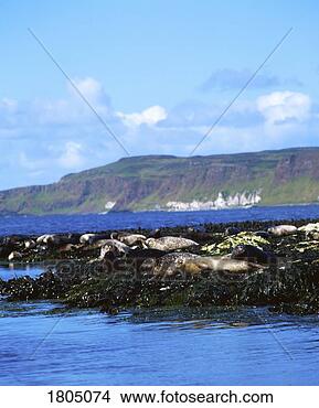 Stock Photo - seals, rathlin 
island, co antrim, 
ireland. fotosearch 
- search stock 
photos, pictures, 
images, and photo 
clipart