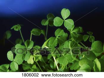 Stock Photo - shamrock, ireland. 
fotosearch - search 
stock photos, 
pictures, images, 
and photo clipart